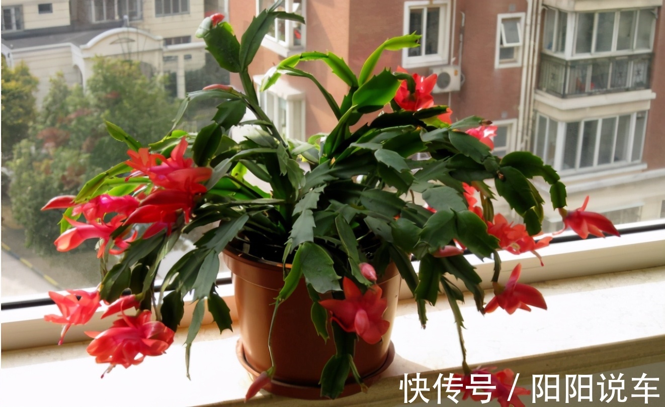 磷酸二氢钾|掌握住一个催花技巧,蟹爪兰不爱开花?再也不用愁了