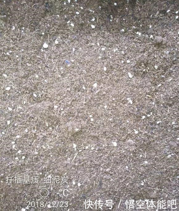 长寿花扦插8大步骤,一盆变十盆,超轻松!长寿花扦插8大步骤,一盆变十盆,超轻松!