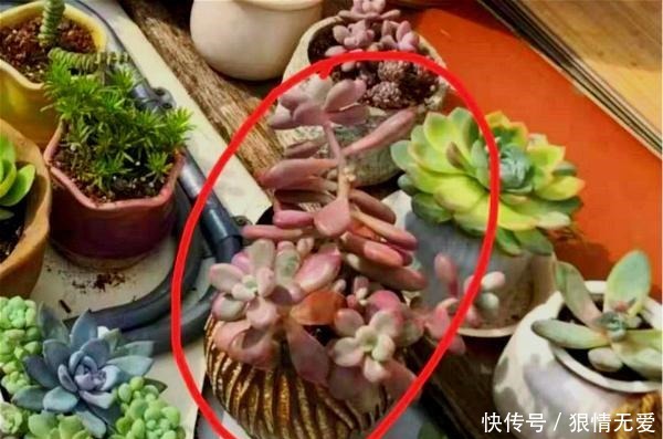 多肉养成“独杆司令”莫慌,做好这4步,侧芽猛长,爆盆不难!