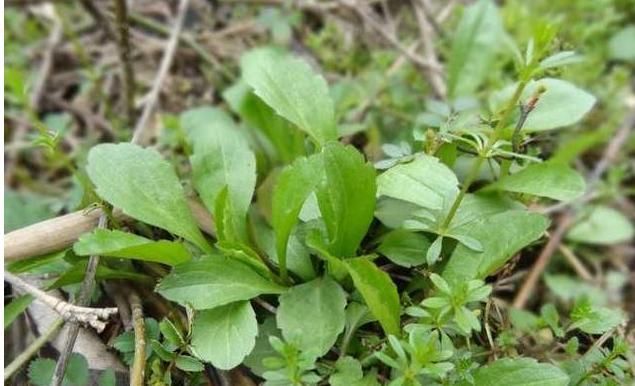 个个|7种农村常见的野菜,个个都是治病的“良药”,你吃过几个
