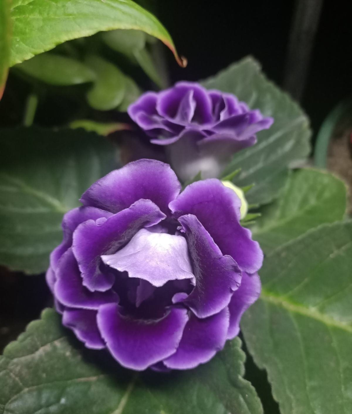 4种花不能朝叶子喷水,通风不好易烂叶,一定要注意