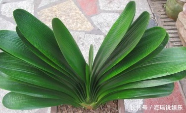 养花|家居养花最正确的君子兰浇水方式，不用施肥也能够花大色艳！