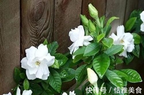 酸性|这种酸性水,半月给花喝一勺,之子、茉莉开不停,香味瓢满屋