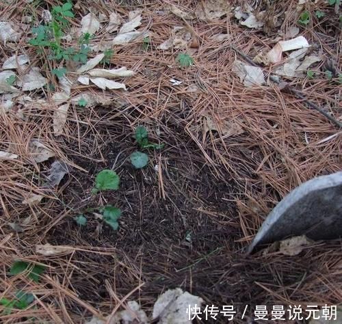 绿植|松针发酵腐熟做营养土,为什么要选择生松针,不宜选择干松针?