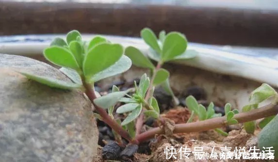 养了快十年花才明白，花盆里长的“杂草”别拔，留着很有用处