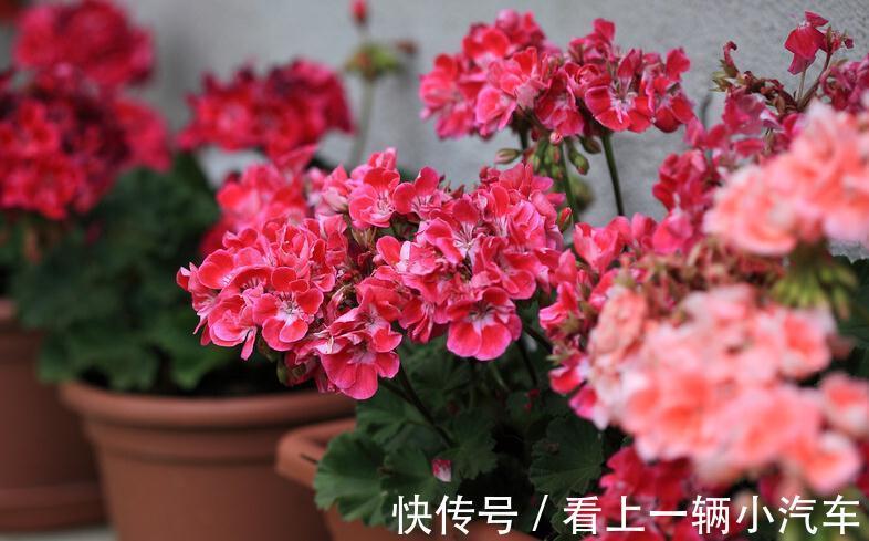 扦插|教你3招,天竺葵一插就活,迅速生根,越长越旺