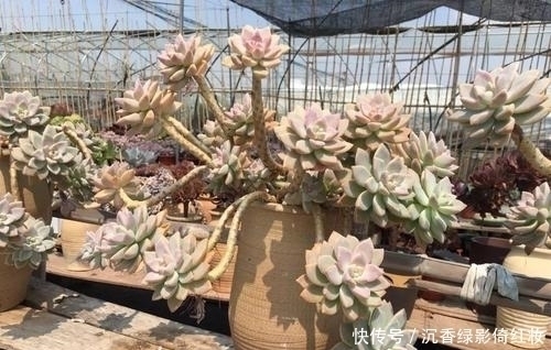 叶片|名字唯美的8种多肉植物,颜值高长满盆,人人见了都想养!