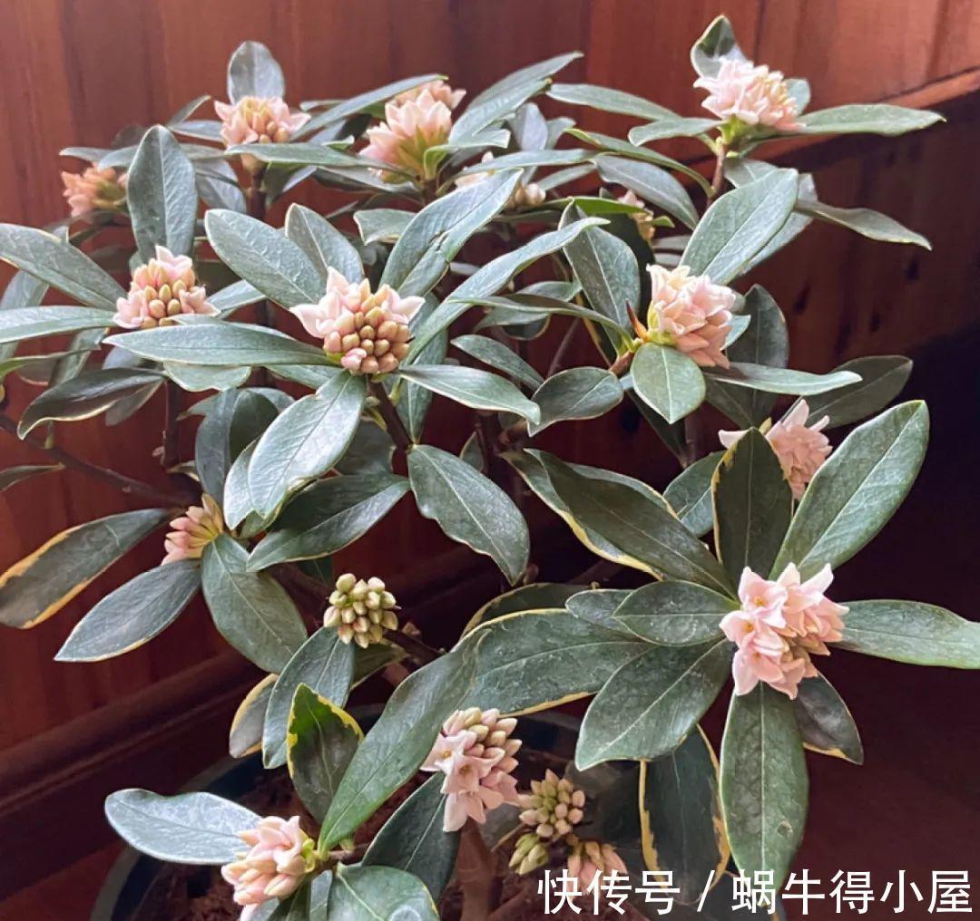 花苞|初秋8种花不能剪，轻则不开花，严重可能剩空盆