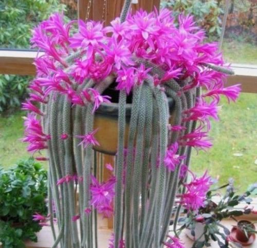  开花|4款盆栽花，好养易成活，花美似牡丹，全年开花不断