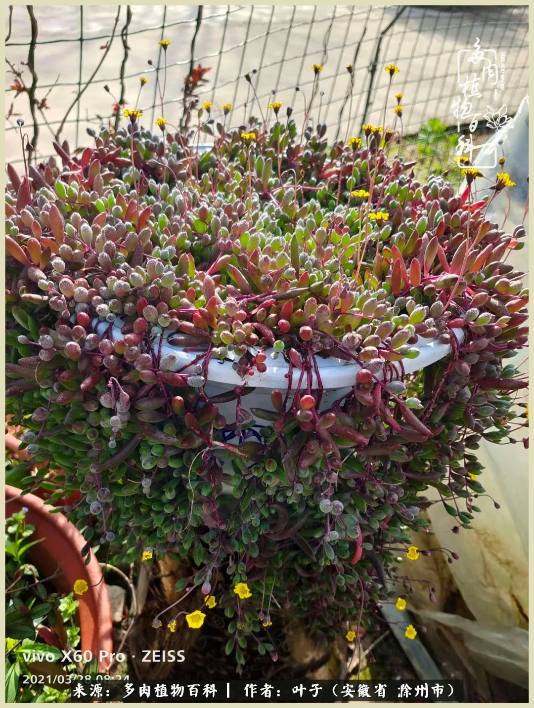 多肉相伴的美好时光,对多肉已是痴迷入骨!