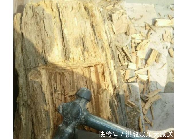 多肉植物|爷爷种花不用盆，山上捡几个老树根，种上花草多肉，简直太美啦