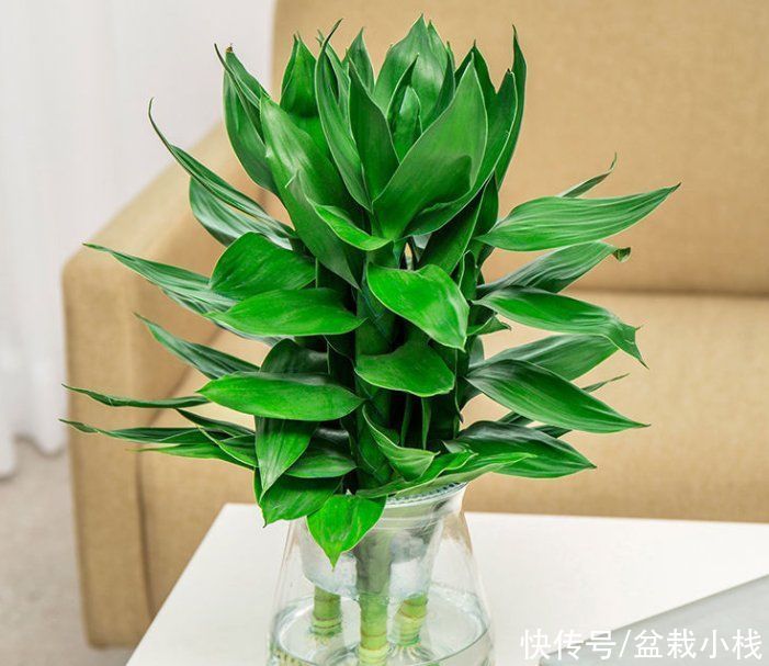 寓意|建议中老年花友：养花就养这4种，寓意是真的好