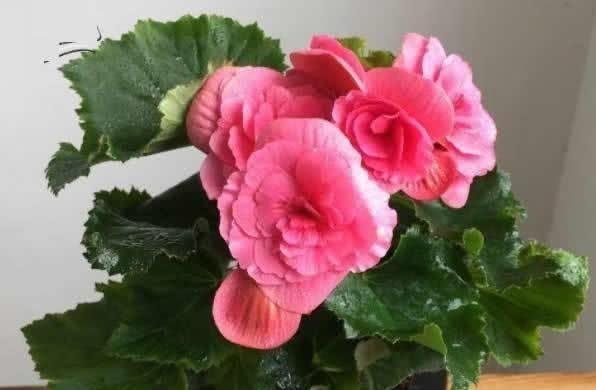 1种花,漂亮花大,只成双成对开放,花期长,家养一盆半年有花看