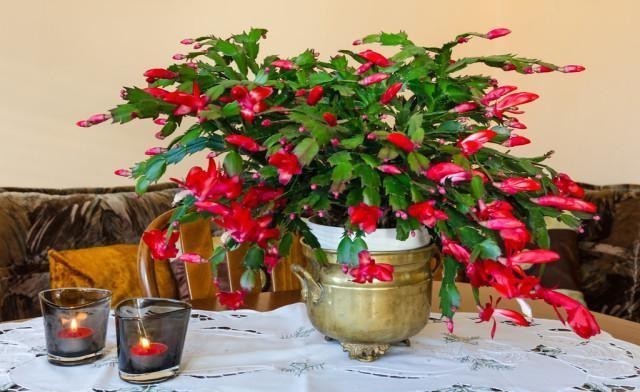 学会|蟹爪兰别放3处养,花量打折扣,学会换位置,收获不一样