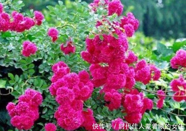 漂亮又好养的“4种花”,越养越旺,花开不断,花色鲜艳容易爆盆
