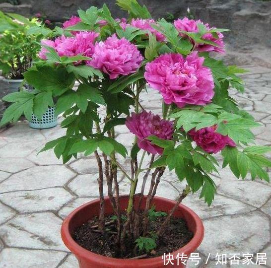 芍药移植，春天和秋天哪个时间好，这1步没做对，难怪芍药长不好