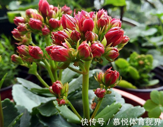 冬天想让长寿花长满花苞，只会“施肥”可不行，还要会“三控”