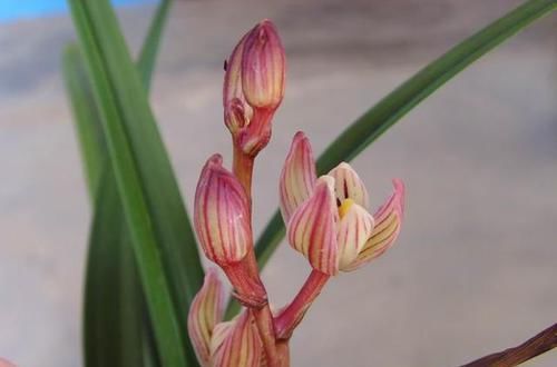  兰花|兰花界的新宠，温度越低，花色越红、香味越浓，是新手养兰首选
