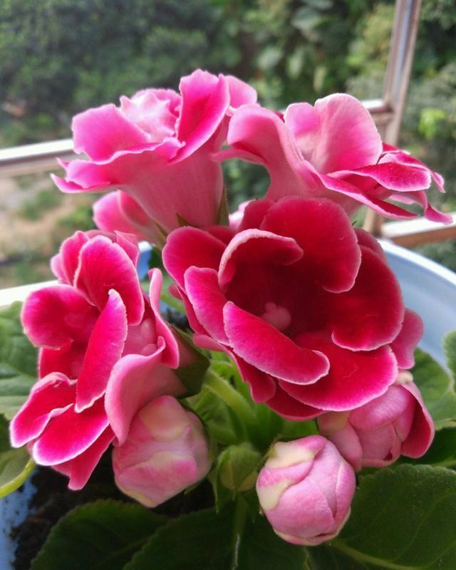 5种“洋气”花,趁着“天冷”快扦插,生根快,开花早,真省钱