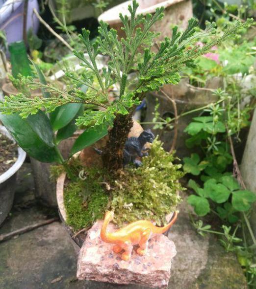 养卷柏无需花钱买幼苗，野外寻些带回家，这样处理制成漂亮盆景