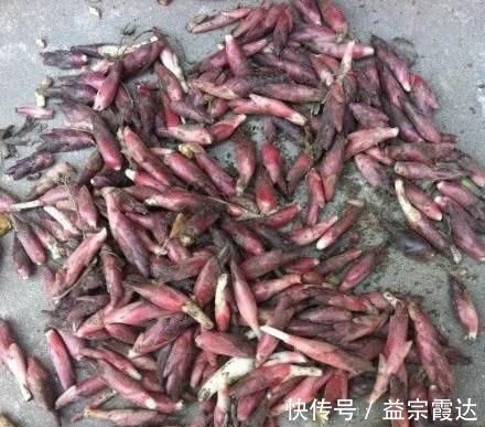 蘘荷|这“姜”被称为“人参”,20元一斤不好买,营养丰富全身是宝