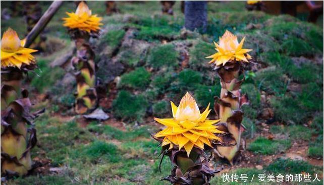 真正超长待机的花草排名，选一盆养家里，花期长，天天都能赏春天