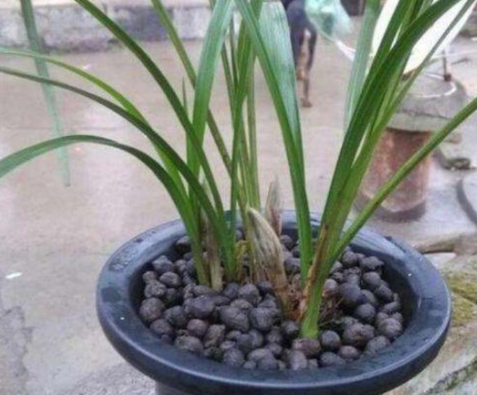 繁殖|养花土不用买,3种料放在花盆下,就是花卉万能土,养啥旺啥