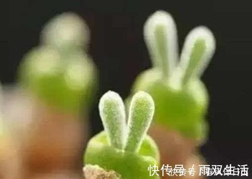 老桩多肉发新根有没有什么巧招？肉友：有而且有3个