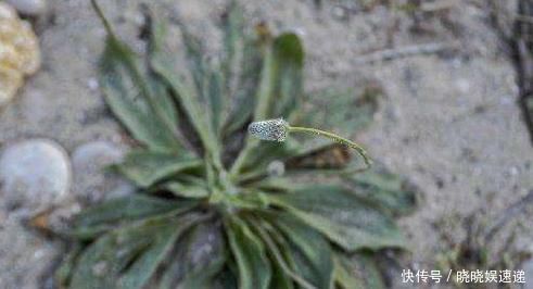 用车前草|车前草的药用价值太大了,除了保肝护肝,你不知道好处太多了