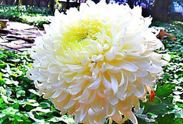 喜欢菊花，不如养盆“珍稀名菊”白弥勒，花型丰满，富贵华美