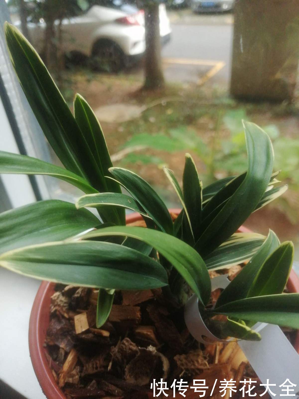 报岁兰|兰花品种多,中国兰花五大品种,你知道吗?