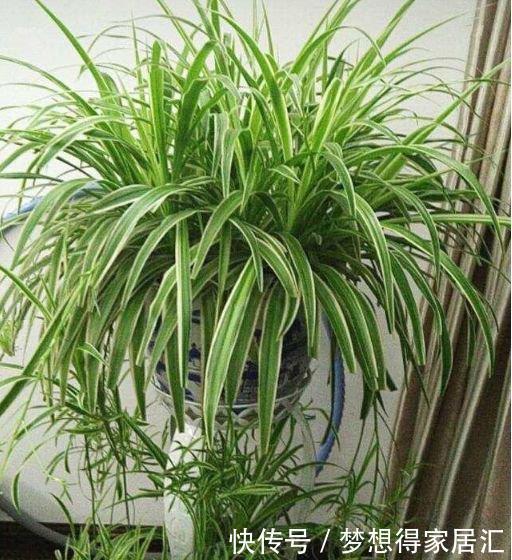 4种花是懒人的最爱,有阳光就爆盆,越养越上瘾!