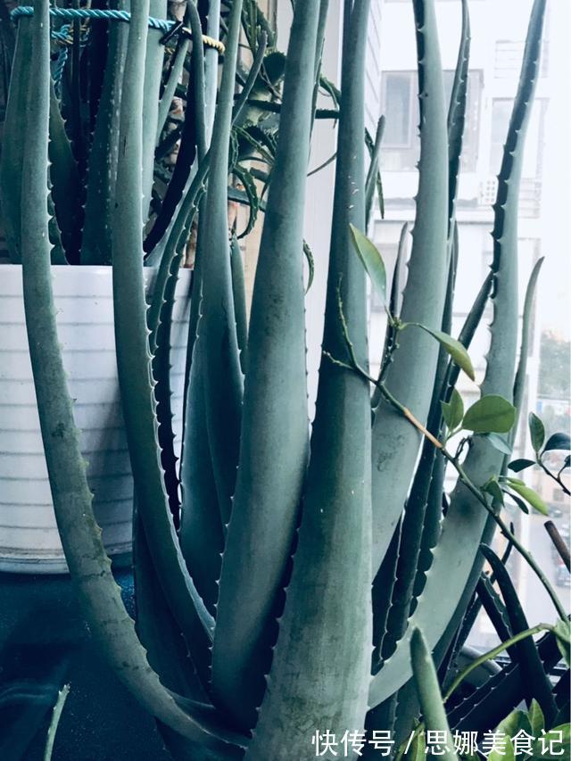 喜欢养花的女人,都应该养盆芦荟,美容养颜好处多