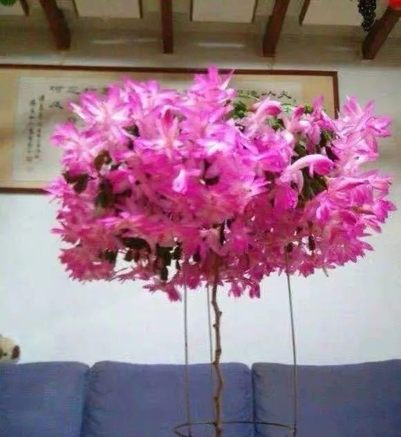 一棵长寿的花,124个花箭,开花,锅盖打开的方法