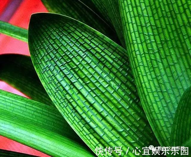 发酵|盆里埋几粒花生,叶子浓绿开花多,半年都不用施肥了!