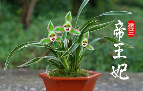 迷人|此兰花色迷人，花香浓郁，叶带金边线艺，欣赏价值极高