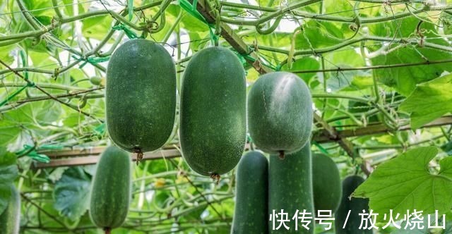 苦瓜|糖尿病夏季饮食记住6个“一”，餐后血糖稳定，糖化妥妥降