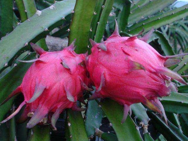 肠道|经常便秘怎么办医生3种食物若能常吃,肠道就会很顺畅