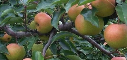 食用价值|秋季不妨多吃三种食物，美容养生，延缓衰老，好处多多