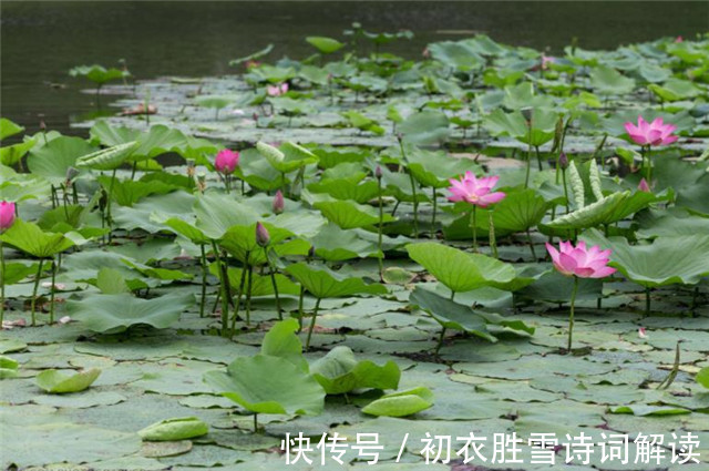 武惠妃|赏读贺知章的荷花：莫言春度芳菲尽，别有中流采芰荷