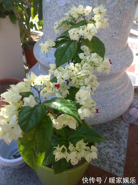 盆栽|比绿萝还好养的家居盆栽，好养易爆盆，最后一种好多人都不认识