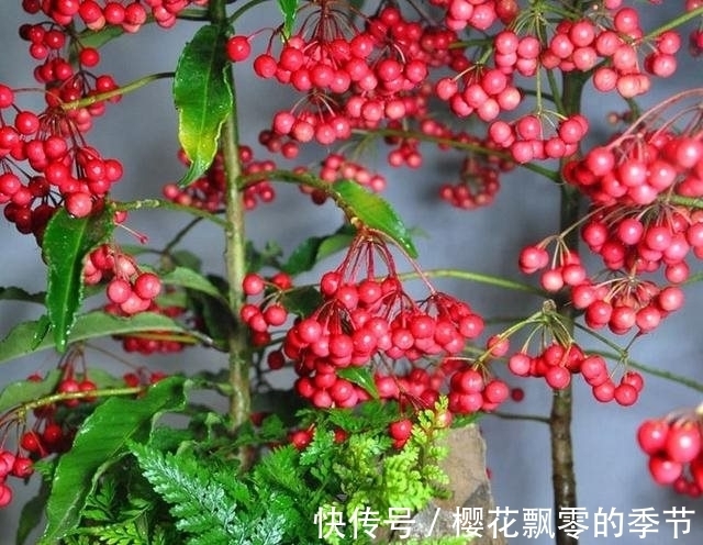 茶花|农历十一月大雪过后，养什么花？家里养3种花，大吉大利福寿安康