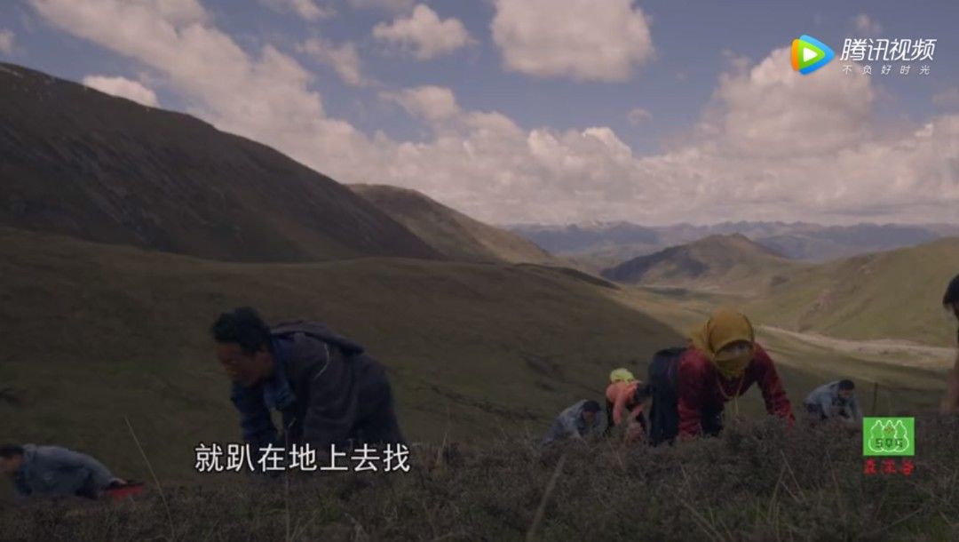 虫草|被称为“神药”的冬虫夏草，真的有这么神吗？人工制药，让保健品焕发新生！