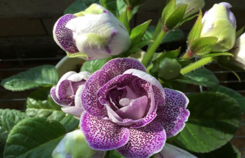 种球呆球不发芽,这样憋一憋,1星期就发芽