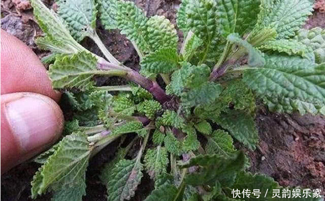 這種野草人稱“雪見草”農民摘它的葉子泡茶,殊不知是一種好藥
