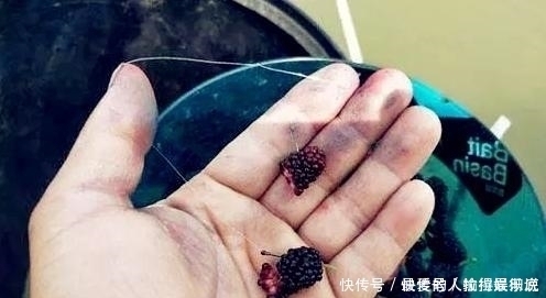 野钓|十年野钓经验后才发现一旦进入了夏季,这四种鲤鱼最感兴趣