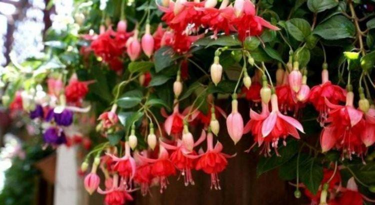 家里就养“4种花”，从年头“香”到年尾，随便一养成花海