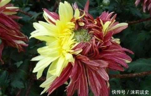 种花|4种花沾土就活,开花又大又艳,比牡丹美,比绿萝好养