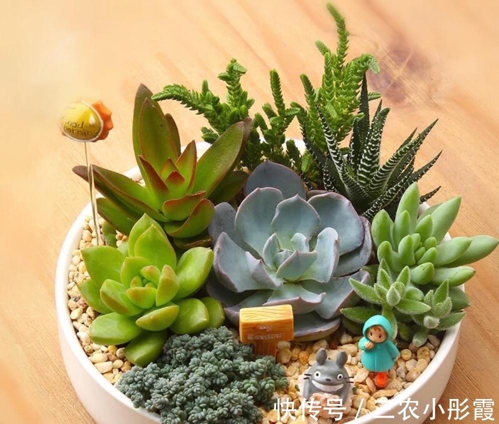 多肉植物种植技巧 粉紫色 多肉植物种植技巧 粉紫色