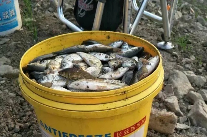 失手绳|垂钓大板鲫总是没有口,这4个口诀需要掌握,上鱼率立马就提高了几倍